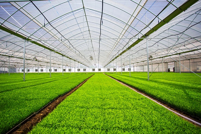 东台 工厂化育秧生产基地 - 副本.jpg