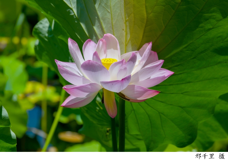 3158078_w750.jpg 3158078_w750.jpg