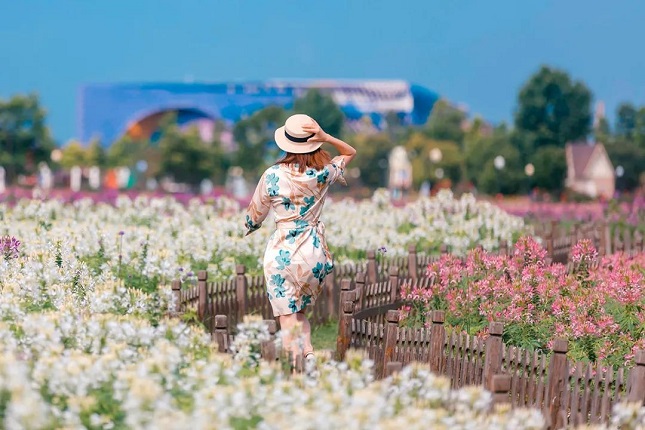 荷兰花海2.jpg 荷兰花海2.jpg