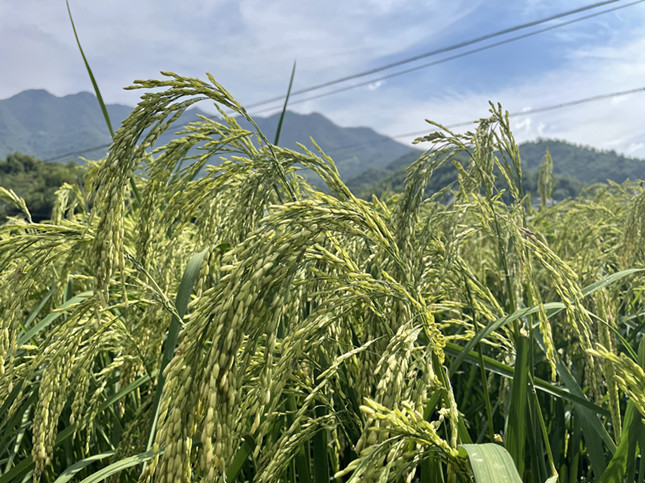 nei ea635671c634d1_副本.jpg nei ea635671c634d1_副本.jpg