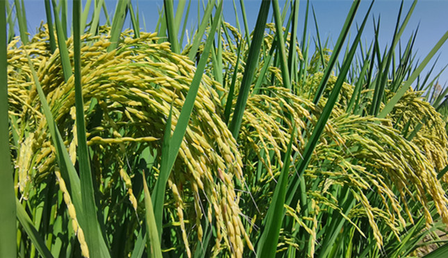 nei ddc7fdbf8f6b5_副本.jpg nei ddc7fdbf8f6b5_副本.jpg