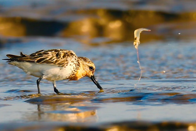勺嘴鹬 李东明摄.jpg 勺嘴鹬 李东明摄.jpg