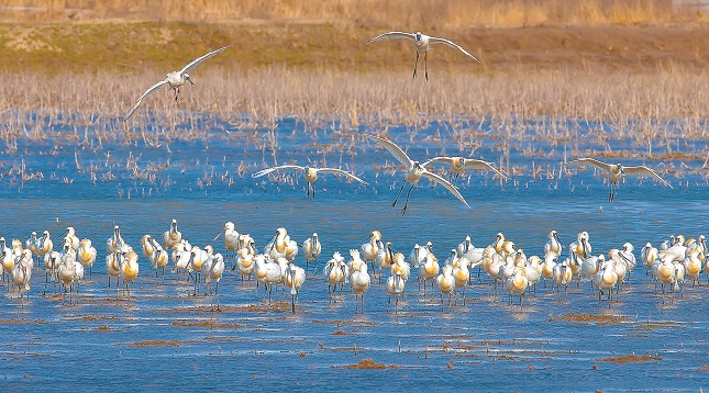 沿海湿地 鸟类天堂.jpg