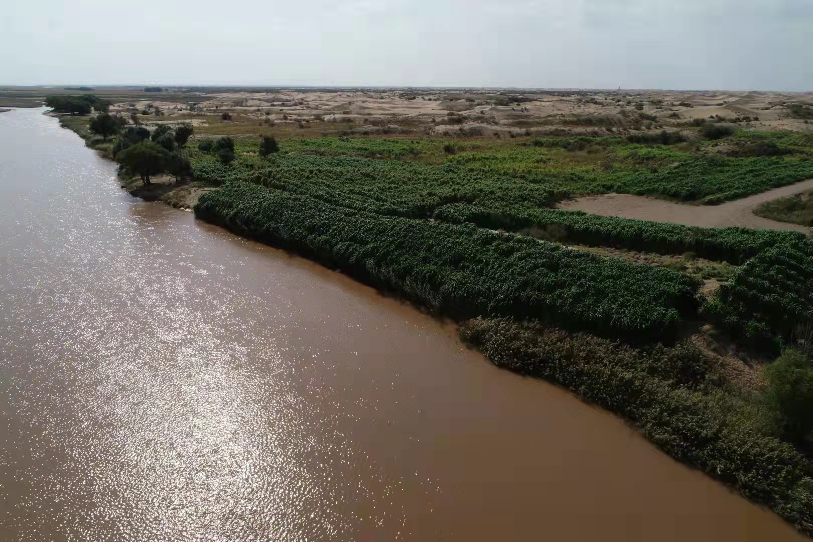 2021年种植菌草在内蒙古磴口黄河岸边阻(5162790)-20211128085929.jpg 2021年种植菌草在内蒙古磴口黄河岸边阻(5162790)-20211128085929.jpg