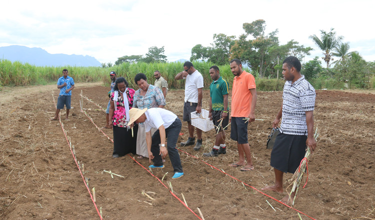 斐济指导农民种植菌草(5162793)-20211128085808_副本.jpg 斐济指导农民种植菌草(5162793)-20211128085808_副本.jpg