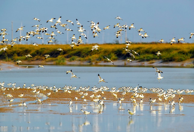 条子泥生态 单中华 (3).jpg 条子泥生态 单中华 (3).jpg