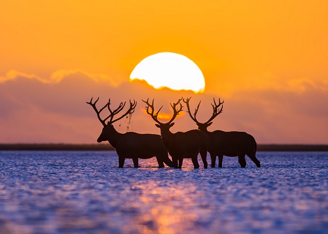 26与日同晖 孙华金.jpg 26与日同晖 孙华金.jpg
