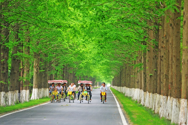 黄海森林公园.jpg 黄海森林公园.jpg