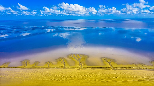 在盐城东台条子泥湿地中,海潮退去后,一副湿地“森林”图揭开神秘面纱。孙华金 摄.jpg 在盐城东台条子泥湿地中,海潮退去后,一副湿地“森林”图揭开神秘面纱。孙华金 摄.jpg