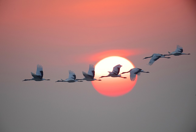 在盐城国家级珍禽自然保护区内,丹顶鹤在自由飞翔。.jpg 在盐城国家级珍禽自然保护区内,丹顶鹤在自由飞翔。.jpg