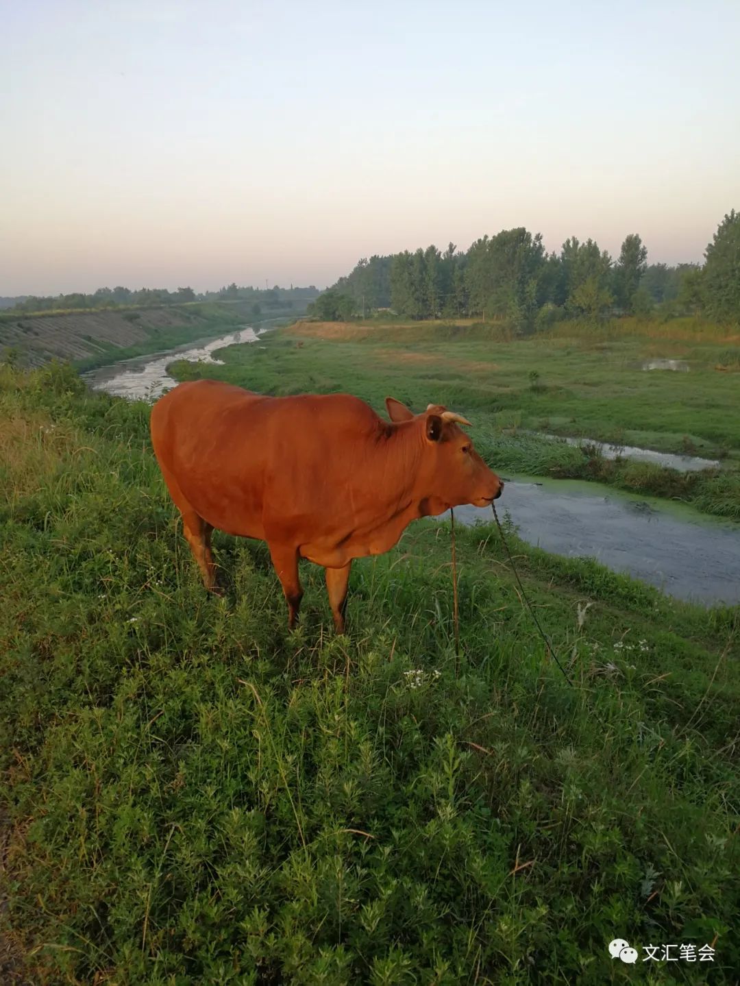 舒飞廉:黄牛.jpg 舒飞廉:黄牛.jpg