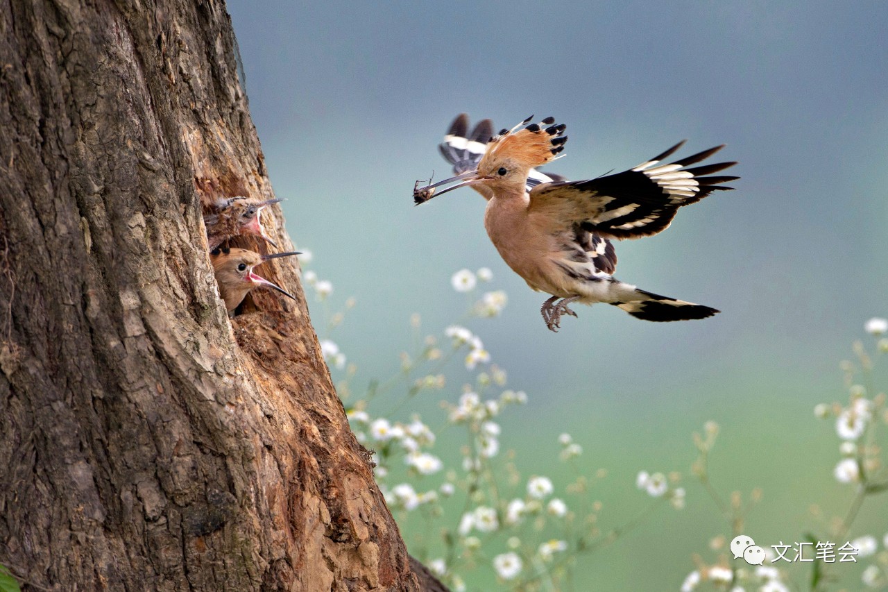 舒飞廉:戴胜鸟.jpg 舒飞廉:戴胜鸟.jpg