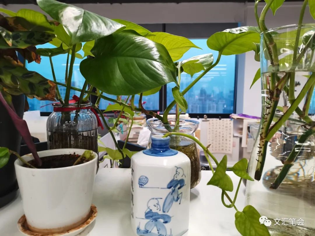 菡萏配图:室内绿植.jpg 菡萏配图:室内绿植.jpg