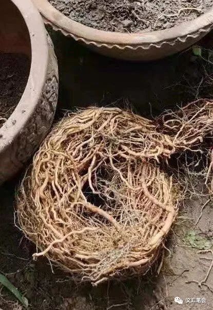 菡萏配图:树根.jpg 菡萏配图:树根.jpg