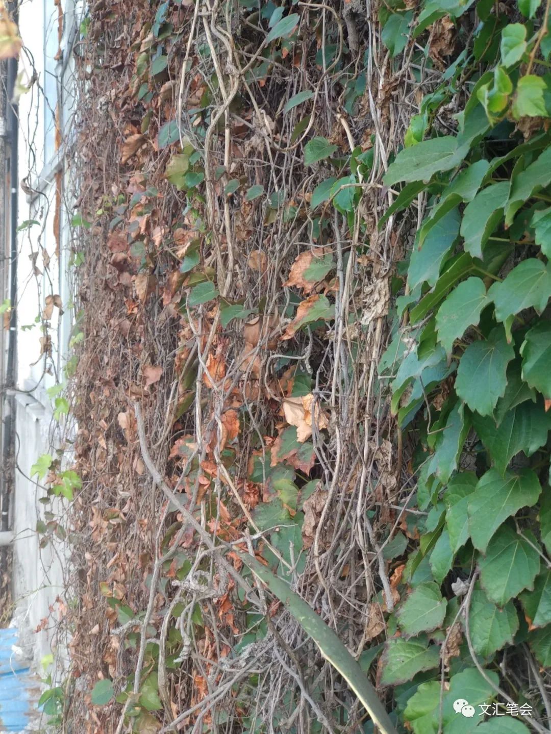 菡萏配图:爬山虎.jpg 菡萏配图:爬山虎.jpg