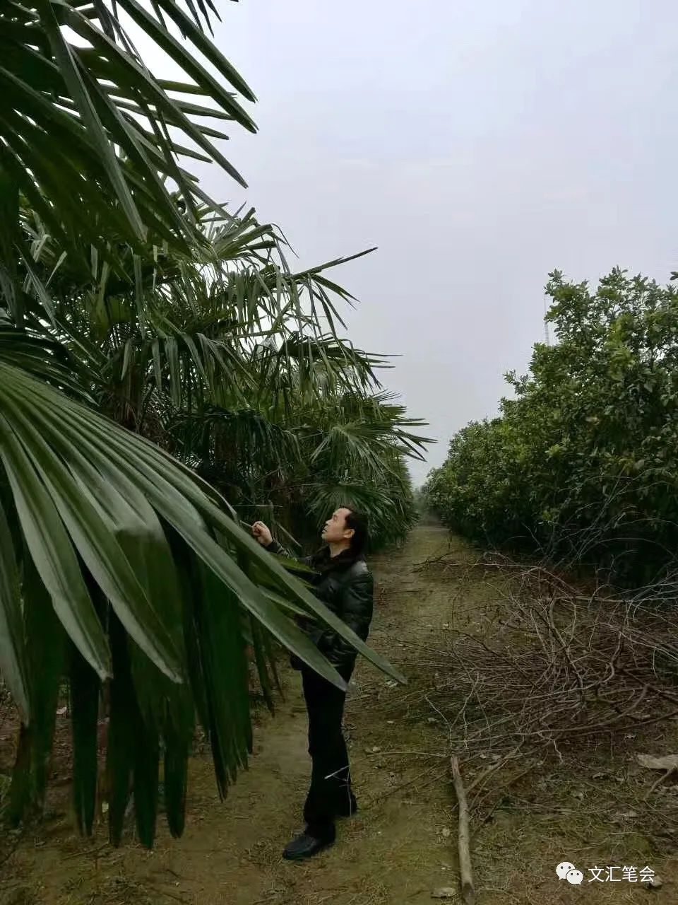 菡萏配图:棕榈树.jpg 菡萏配图:棕榈树.jpg