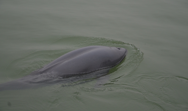 江豚压题.jpg 江豚压题.jpg