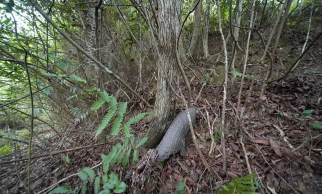 nei 15141135_副本.jpg nei 15141135_副本.jpg