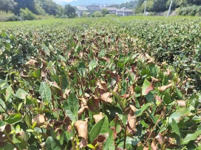 nei 113245_副本.jpg nei 113245_副本.jpg