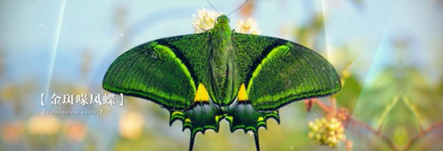 nie 9f80bc54a_副本.jpg nie 9f80bc54a_副本.jpg