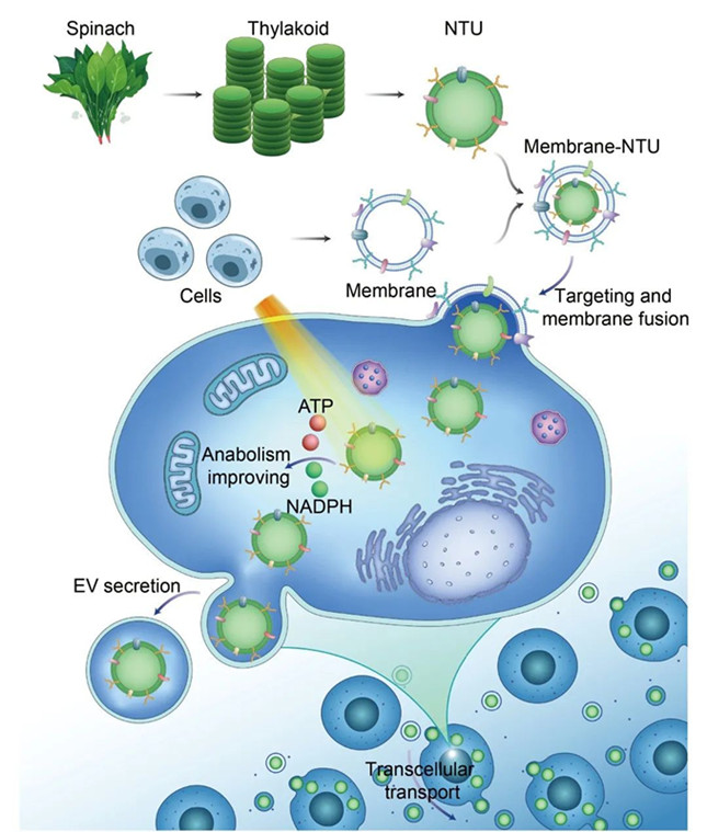 nei 43330_副本.jpg nei 43330_副本.jpg