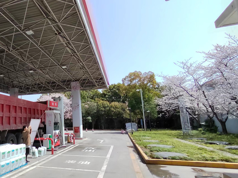 图说│春色缤纷最美樱花加油站绽放绿色春意