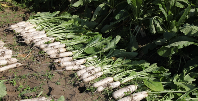 nei ce1643ffa_副本.png nei ce1643ffa_副本.png