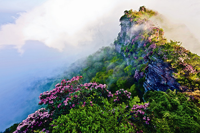 光雾山十景云岭花海_副本.jpg 光雾山十景云岭花海_副本.jpg